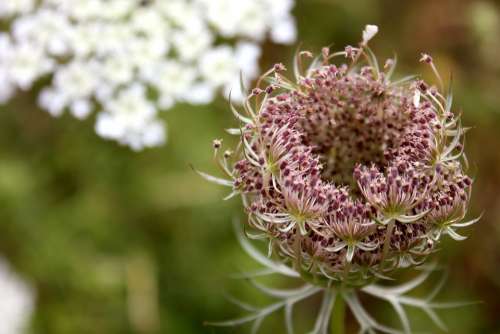 Queen Anne'S Lace Bloom Plant Nature Flower