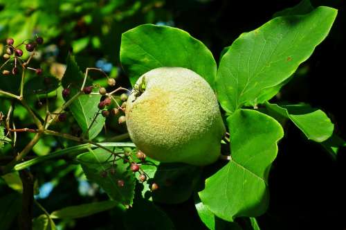 Quince Fruit Tree Garden Leaf Nature Vitamins