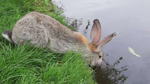Rabbit Drinking Ditch Thirst Water