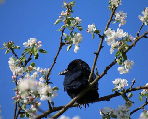 Raven Bird Tree Flowers