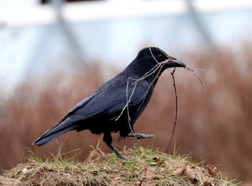Raven Bird Black Bill