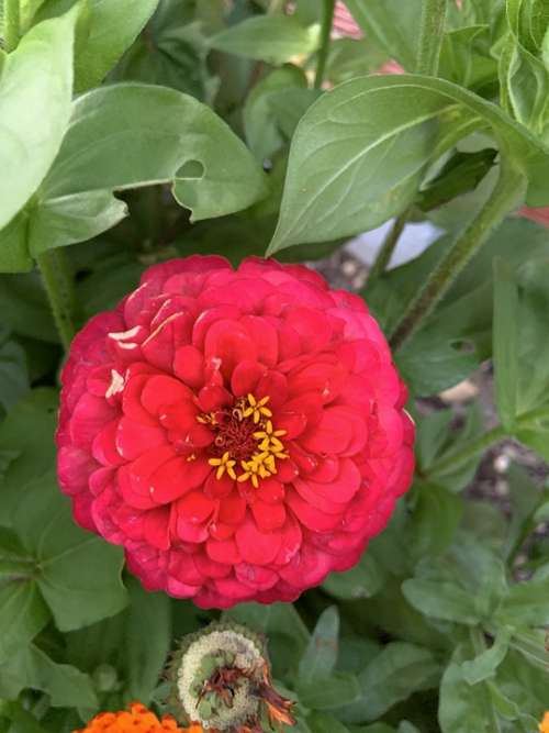 Red Flower Garden Poppy Bloom Nature Summer