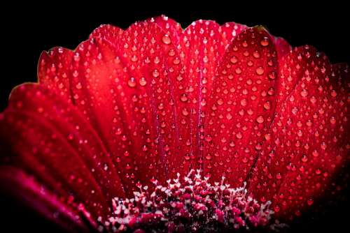 Red Gerbera Dew Drops Black Background Petals Drops