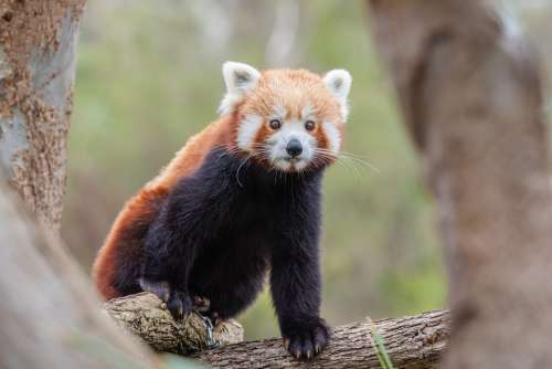 Red Panda Lesser Panda Wildlife Animal Mammal