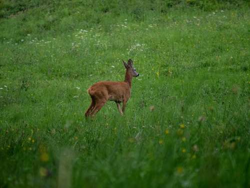 Roe Nature Grass Mammal Animal Prato Wild Action