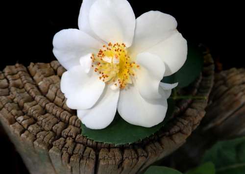 Rose White Fragrant Flower Stamens Pollen Wood