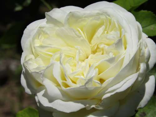 Rose White Filled Flower Blossom Bloom Rose Bloom