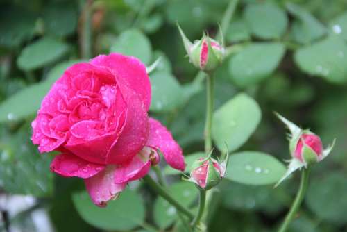 Rose Rain Drop Of Water Close Up Pink Blossom