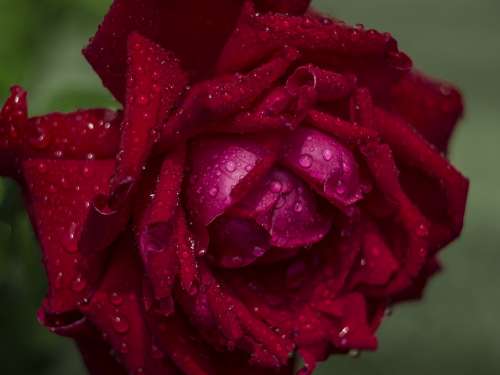 Rose Rain Rosa Drops Red Garden Flower Macro
