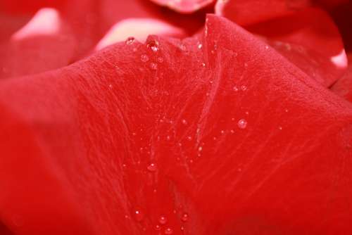 Rose Petals Red Water Drops