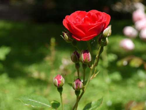 Rose Blossom Bloom Bud Flower Romantic Love