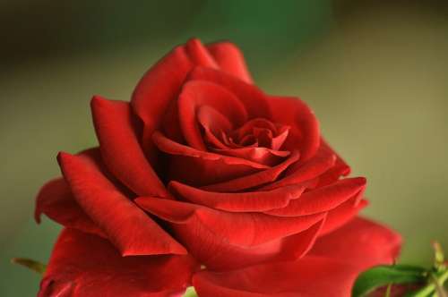 Rose Macro Red Petals Bloom Beautiful Plant