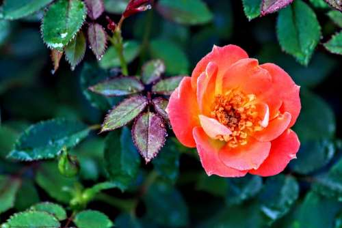 Rose Paprika Orange Healthy Nature Plant Summer