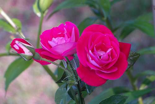 Roses Flower Pink Color Purple Summer Nature