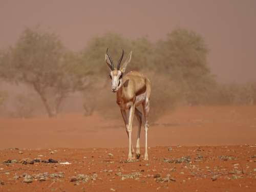 Sandstorm Kalahari Roter Sand Namibia Gazelle