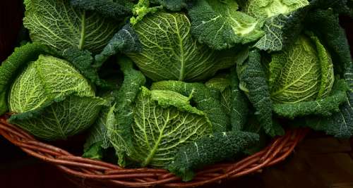 Savoy Kohl Savoy Cabbage Vegetables Healthy
