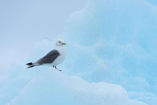 Seagull Iceberg Nature Cold North Bird Arctic