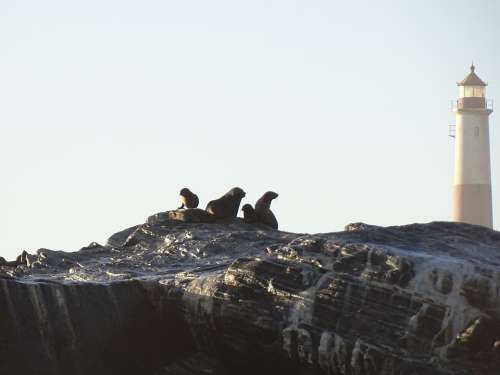 Seals Sea Wave Spray Crawl Namibia Atlantic Rock