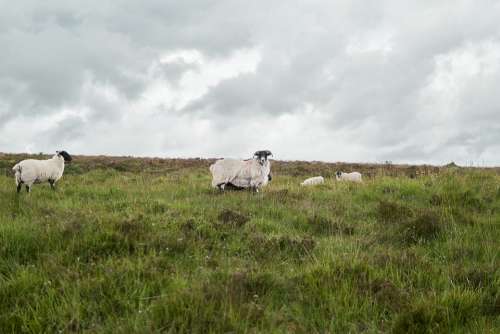 Sheep Nature Horns Animals Pasture England