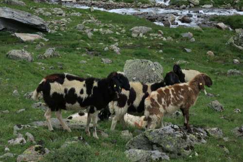 Sheep Mountain Sheep Goats Tyrol Mountain Landscape