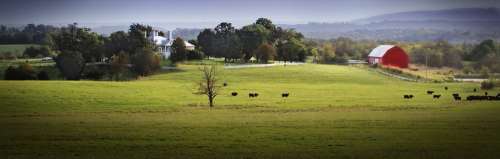 Shenandoah Valley Virginia Landscape Scenic Cattle