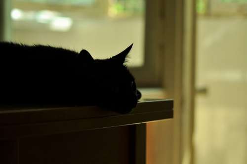 Silhouette Cat Table Shadow Light Black Lie