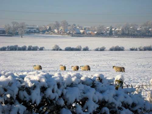 Snow Landscape Field Sheep Flock Winter Outdoors