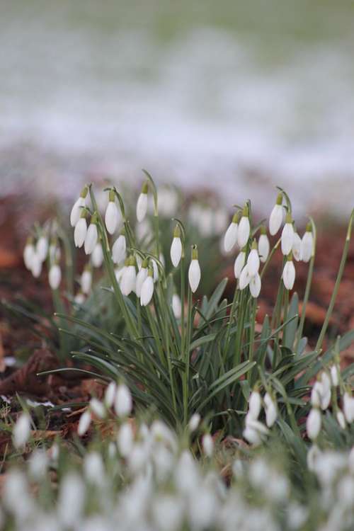 Snowdrop Flower White Spring