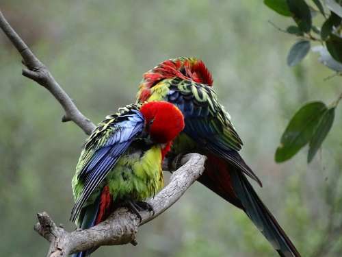 South Australia Birds Lorikeets