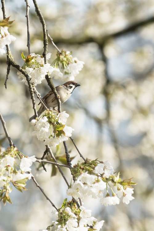 Sperling Bird Bird In Tree Cherry Tree