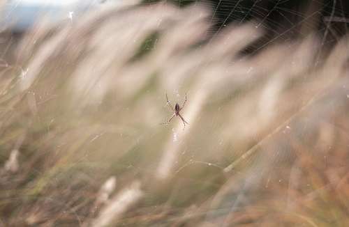 Spider Nature Web Wild