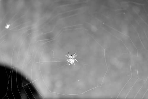 Spider Black And White Insects Terrifying Fear