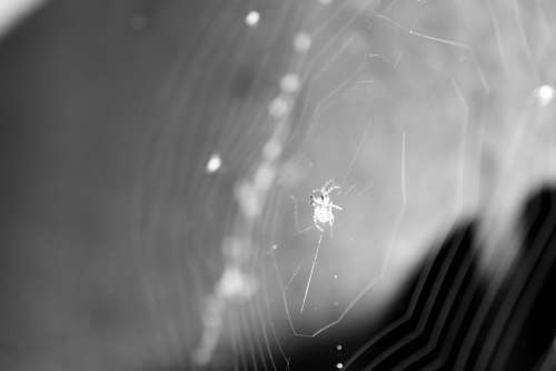Spider Black And White Insects Terrifying Fear