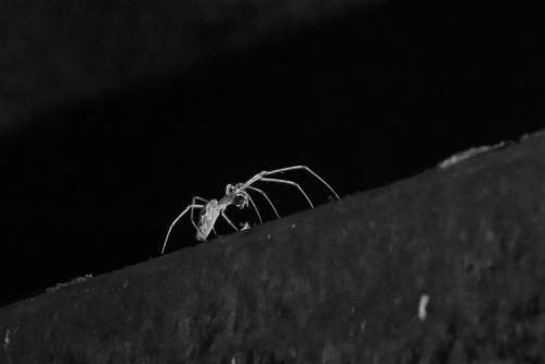 Spider Black And White Insects Terrifying Fear