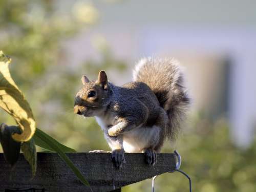 Squirrel Grey Cute Animal Nature Eating