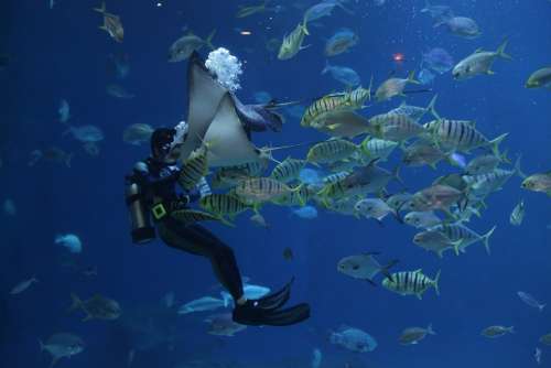 Stingray Aquarium Scuba Divers Waterworld Sea