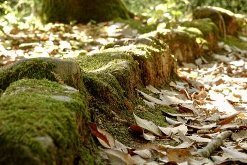 Stone Leaves Nature Green Background Moss Grass