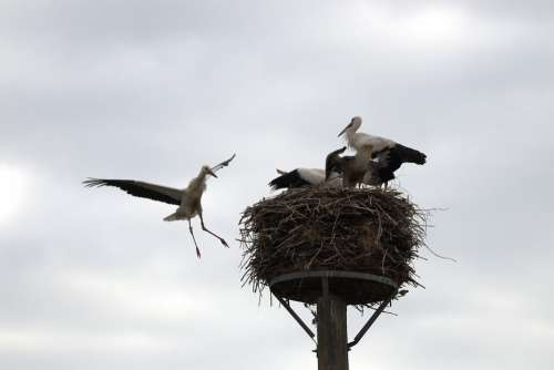 Stork Young Bird Flight Nest Wing
