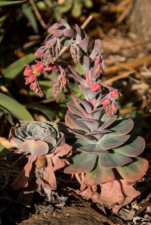 Succulents Green Flowers Pink Rosettes Foliage