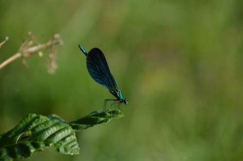 Summer Bug Dragonfly Flora Nature