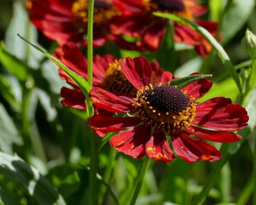 Sun Brews Garden Composites Summer Flower Garden
