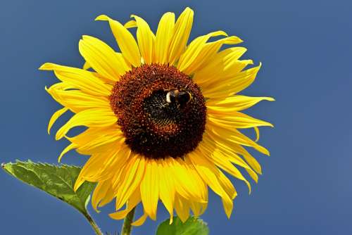 Sunflower Blossom Bloom Close Up Hummel Garden