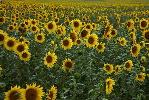 Sunflower Field Yellow Agriculture Bloom Plant