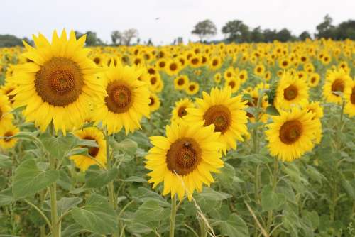Sunflower Summer Yellow Agriculture Nature