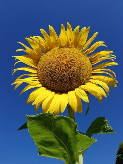 Sunflower Nature Flower
