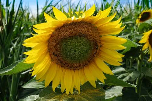 Sunflower Yellow Nature Bloom Sunny Bright Plant