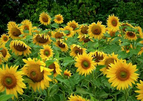 Sunflowers Field Agriculture Yellow Flowers Summer