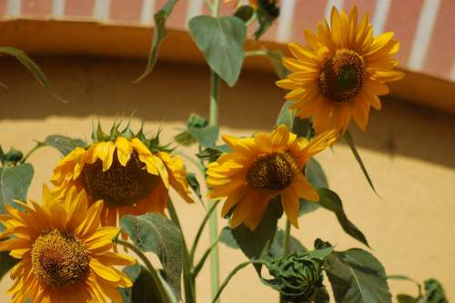 Sunflowers Flowers Summer Yellow Bloom