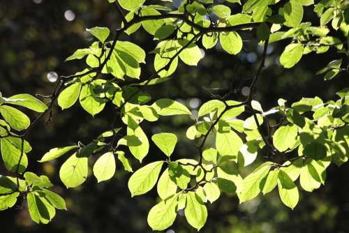 Sunlit Leaves Green Tree Nature Foliage Plant