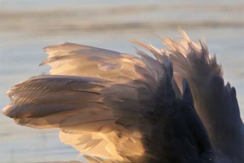 Swan Feathers Sun Lake Evening Light Plumage White